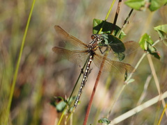 Synthemis eustalacta