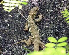 Aspidoscelis stictogrammus