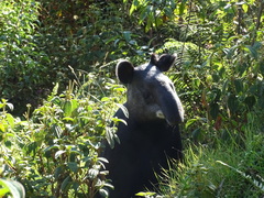 Tapirus pinchaque