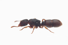 Heteroponera