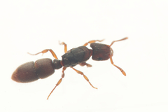 Heteroponera