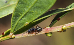 Dolichoderus scabridus