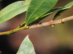 Dolichoderus scabridus