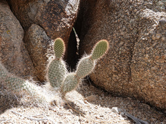 Opuntia diploursina