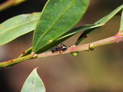 Dolichoderus scabridus