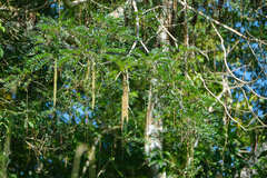 Alvaradoa amorphoides