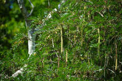 Alvaradoa amorphoides