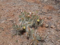 Opuntia diploursina