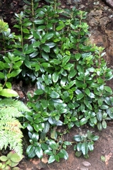 Melicytus ramiflorus