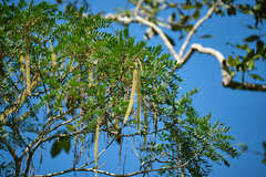 Alvaradoa amorphoides