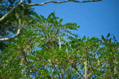 Alvaradoa amorphoides