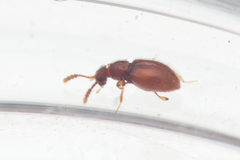 Scydmaeninae