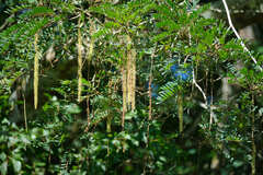 Alvaradoa amorphoides