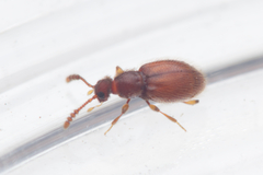 Scydmaeninae