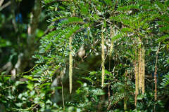 Alvaradoa amorphoides