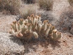 Opuntia diploursina