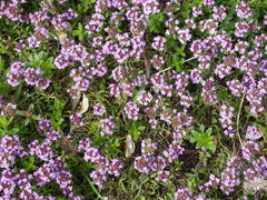 Thymus praecox