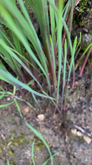 Juncus patens