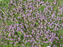 Thymus praecox