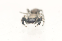 Salticoidea