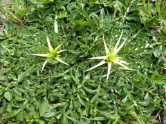 Centaurea calcitrapa