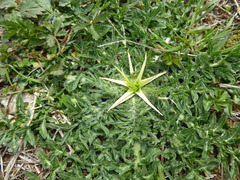 Centaurea calcitrapa