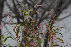Persicaria