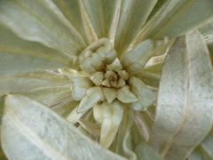 Espeletia