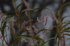 Persicaria