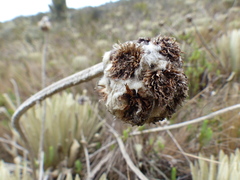 Espeletia