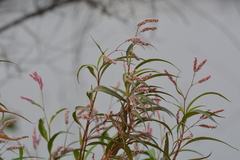 Persicaria