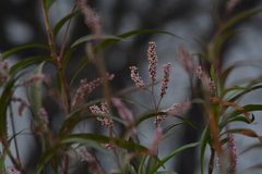Persicaria