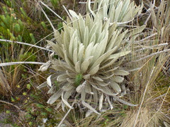 Espeletia