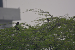 Acridotheres tristis