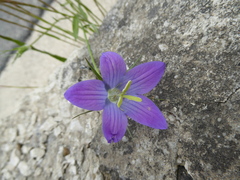 Campanula patula