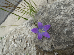 Campanula patula