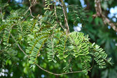 Cassia grandis