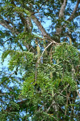 Cassia grandis