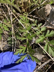 Geum laciniatum