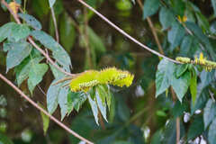Combretum fruticosum