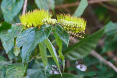 Combretum fruticosum