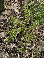 Geum laciniatum