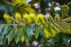 Combretum fruticosum