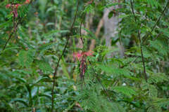 Calliandra houstoniana