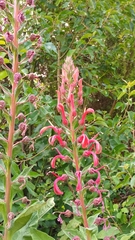 Lobelia tupa