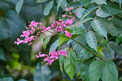 Fridericia