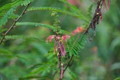 Calliandra houstoniana