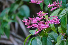 Fridericia