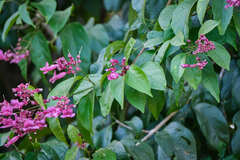 Fridericia
