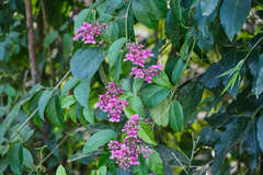 Fridericia